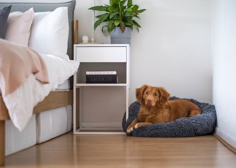 A dog sitting in a dog bed in a bedroom 